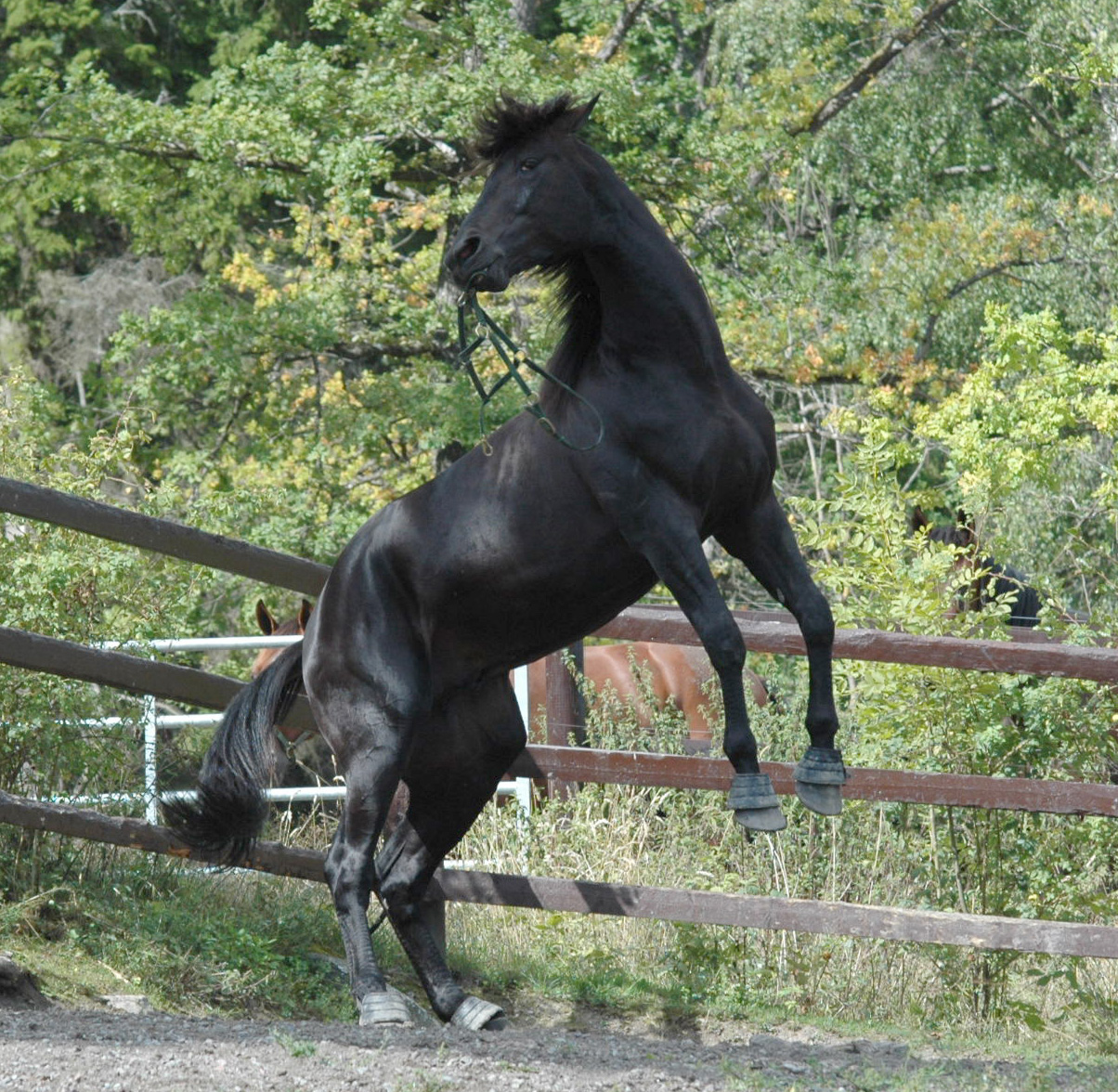 Panne De Moteur är vår senaste Elitloppshäst. I år är det dags igen! Foto; A.Lindblom